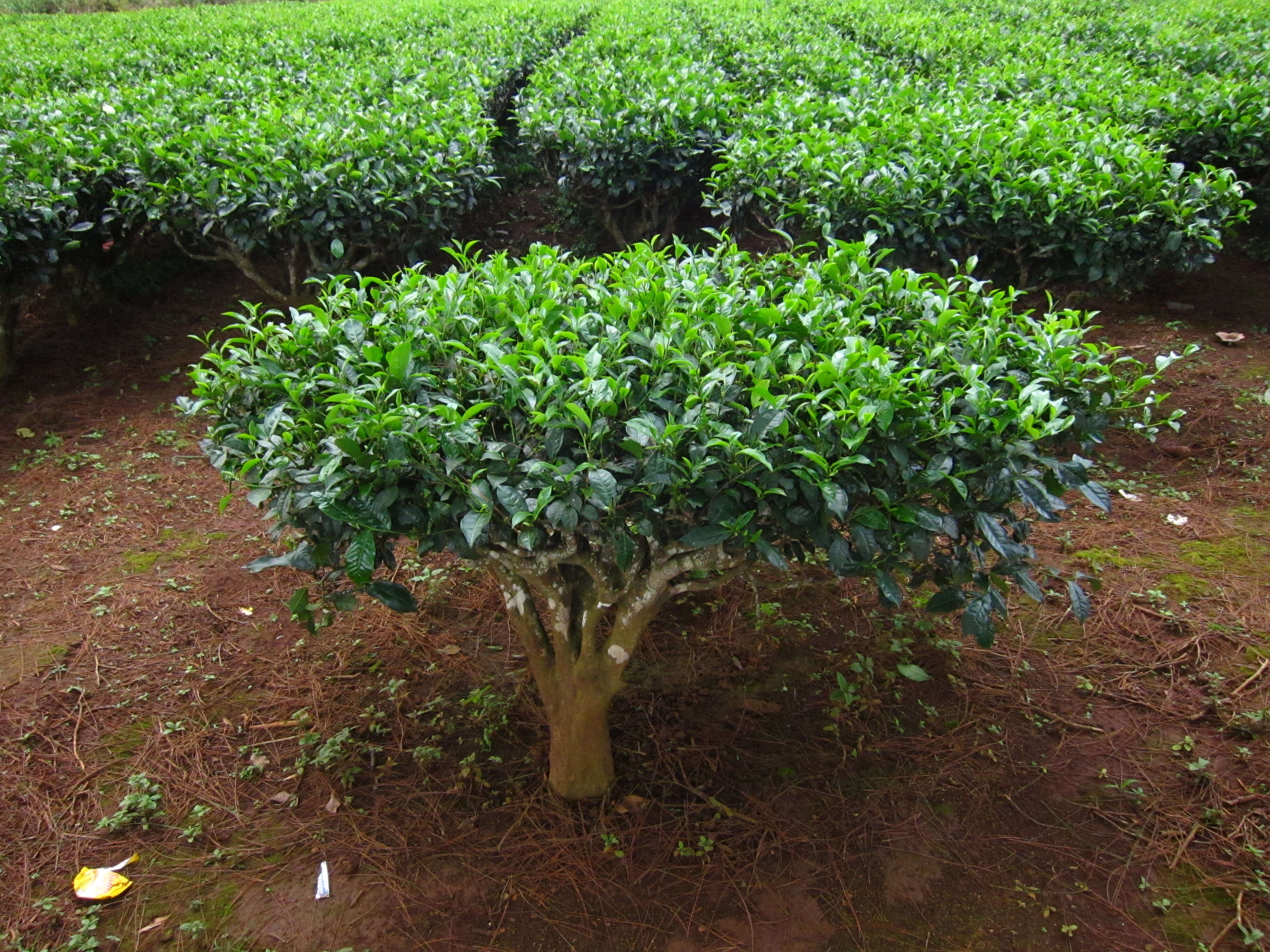 Image of Tea plant