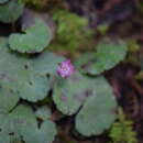 Plancia ëd Sibthorpia repens (Mutis ex L.) Kuntze