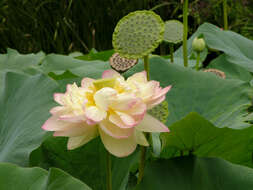 Image of sacred lotus