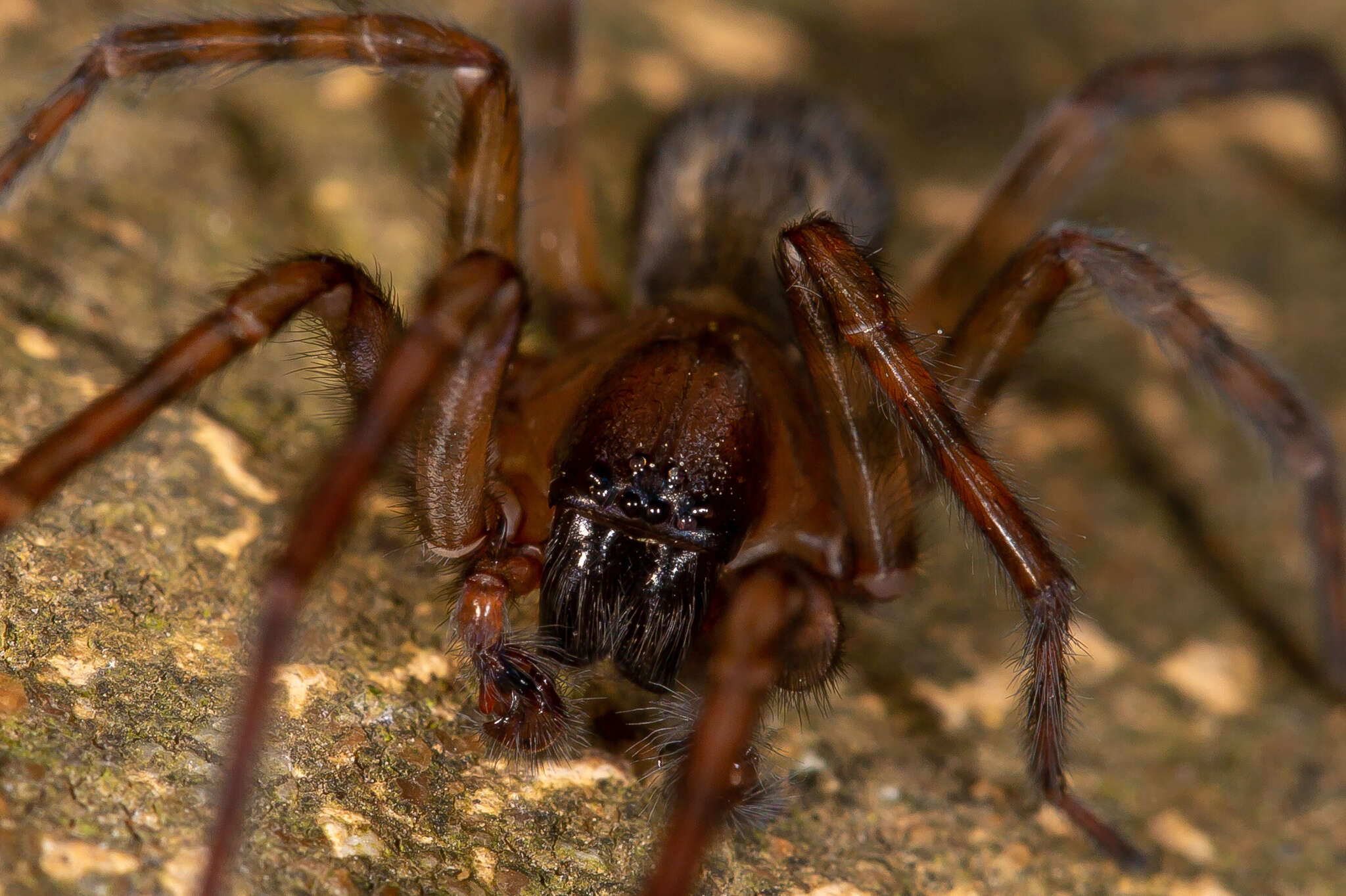 Image de Amaurobius similis (Blackwall 1861)