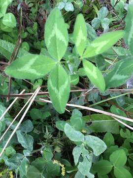 صورة Trifolium pratense var. pratense