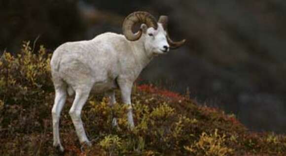 Image of Dall’s Sheep