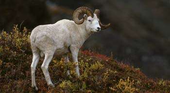 Image of Dall’s Sheep