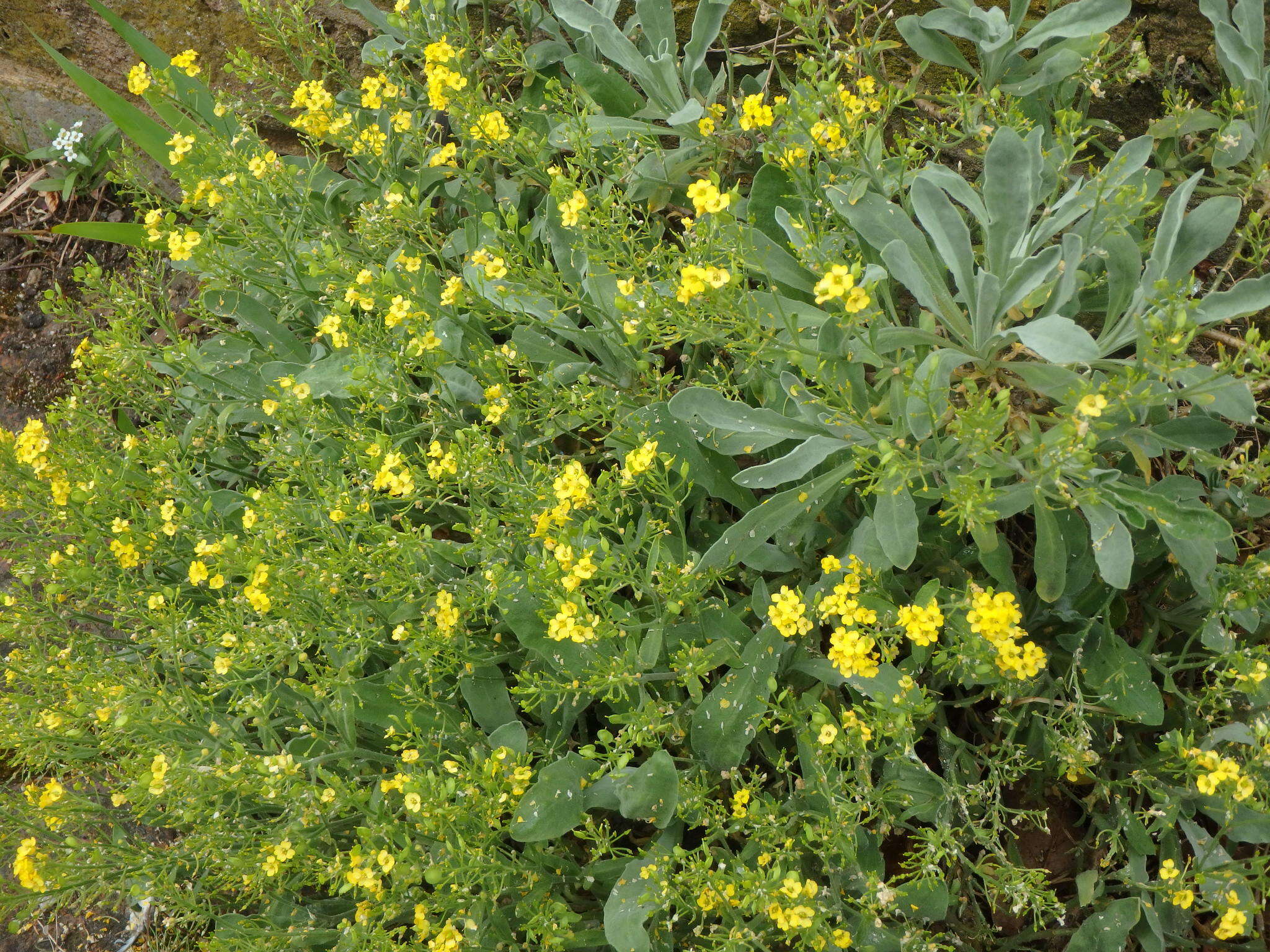 Image of Basket of Gold