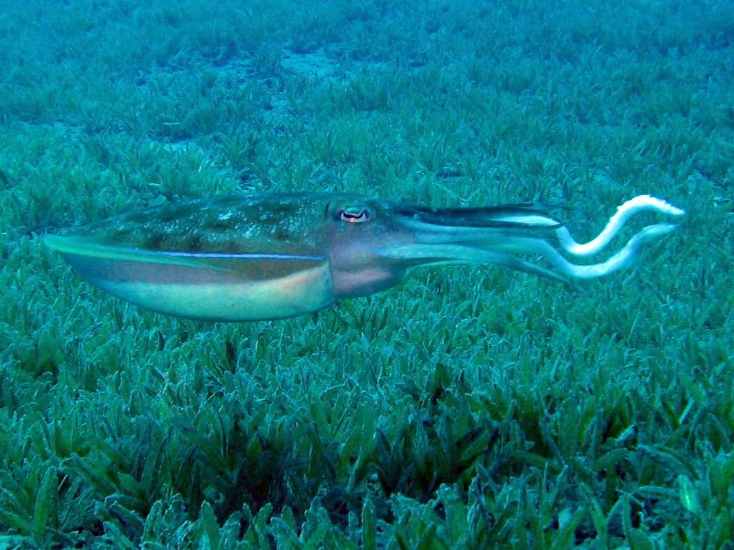 Image of Pharaoh Cuttlefish