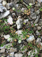 Image of Thyme-leaved Sandwort