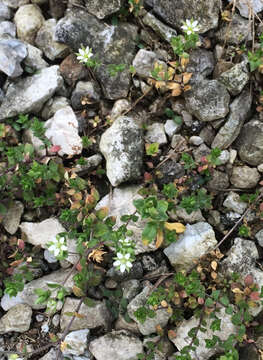 Image de sabline à feuilles de serpolet