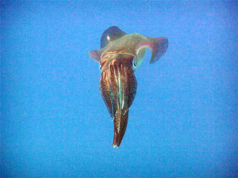 Image of bigfin reef squid