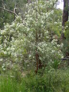 Image of Olearia lyrata (Sims) Hutch.