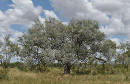 Image of Eucalyptus microneura Maiden & Blakely