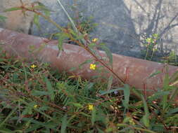 Image de Ludwigia hyssopifolia (G. Don) Exell