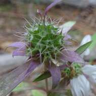 Image de Monarda citriodora var. austromontana (Epling) B. L. Turner