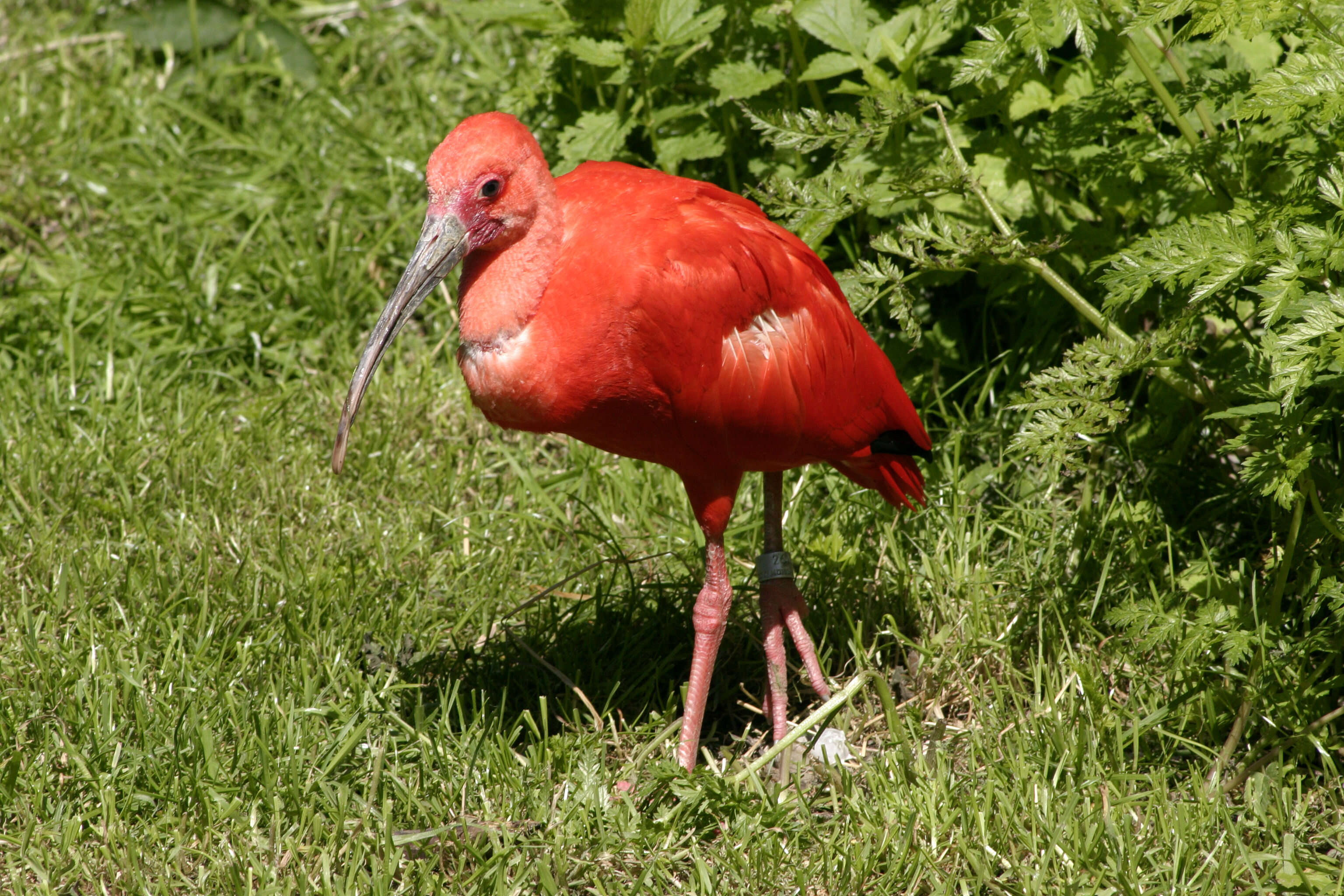 Image of Scarlet Ibis