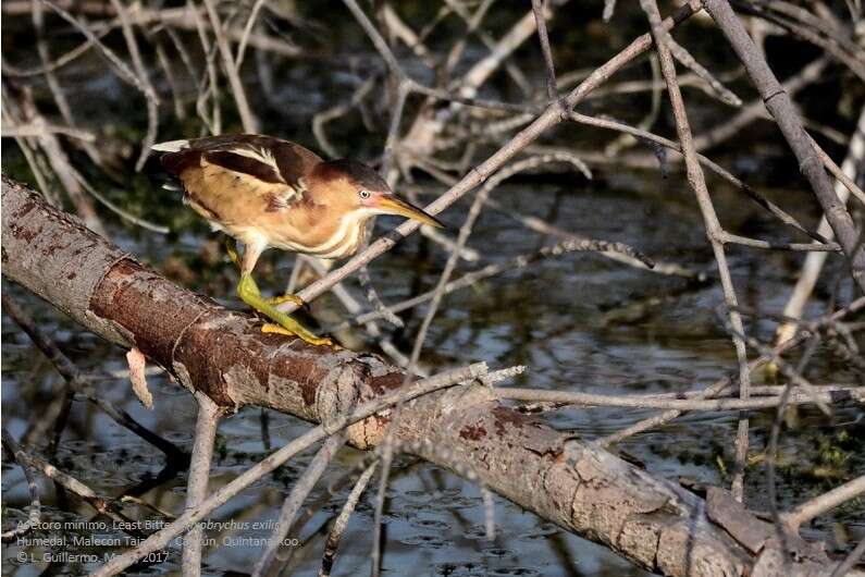 Image of Least Bittern