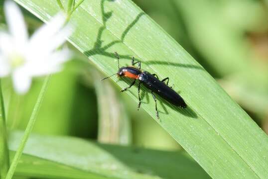 Image of Acropteroxys gracilis (Newman 1838)