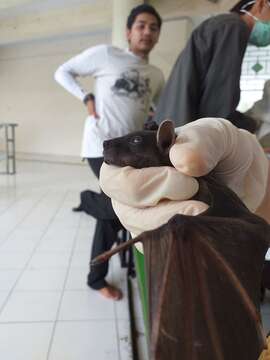 Image of Indonesian Short-nosed Fruit Bat