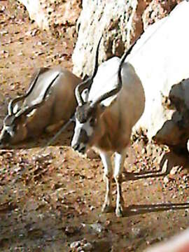 Image of Addax Laurillard 1841