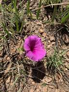 Image of Ipomoea robertsiana Rendle