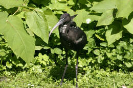 Image of Scarlet Ibis