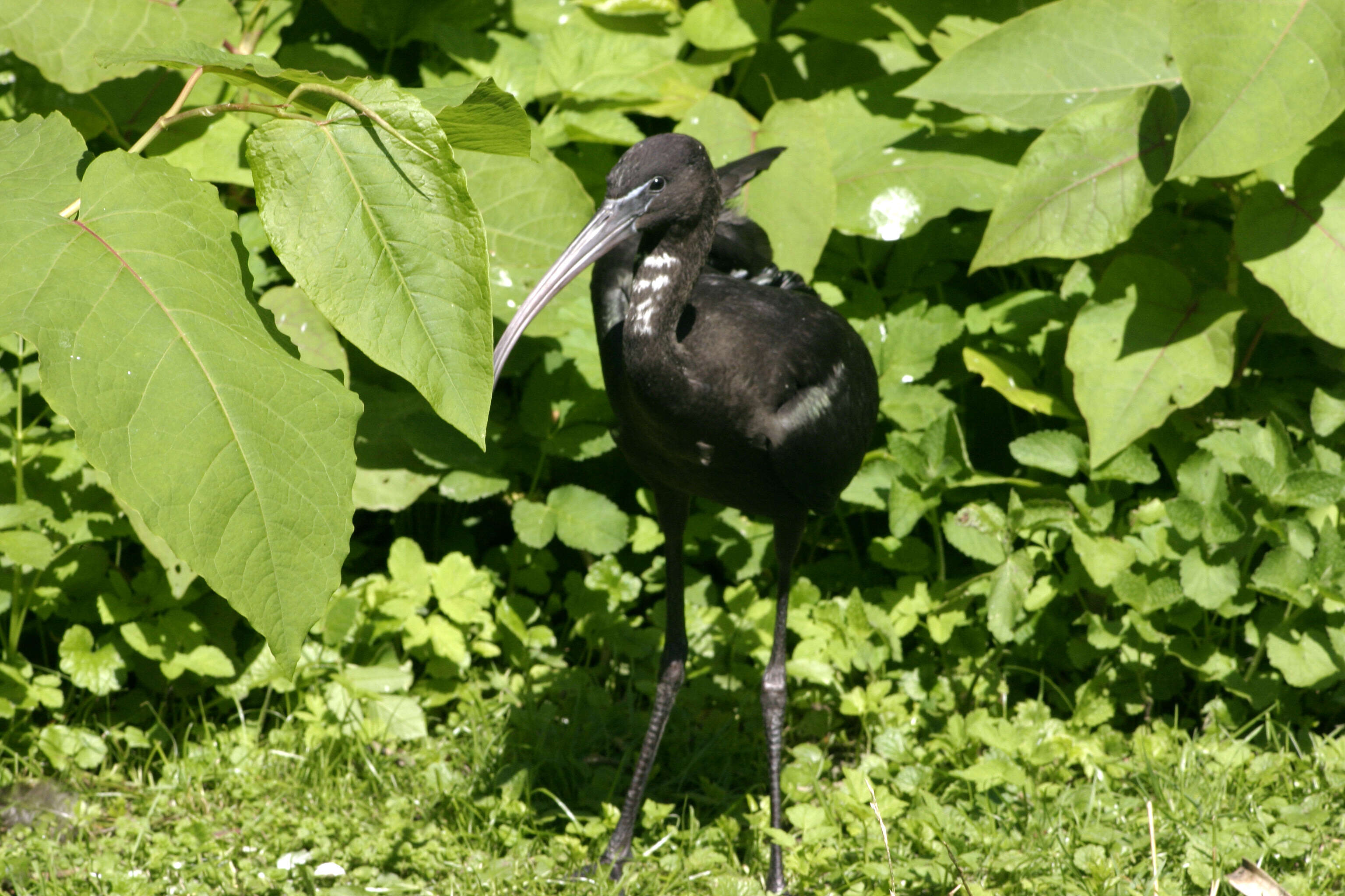 Image of Scarlet Ibis