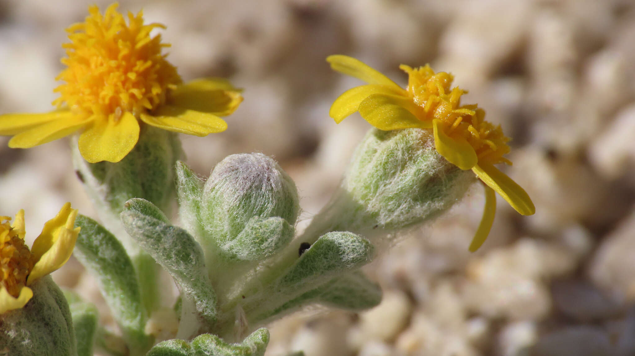 Image of <i>Eriophyllum <i>wallacei</i></i> subsp. wallacei