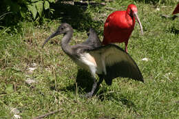 Image of Scarlet Ibis