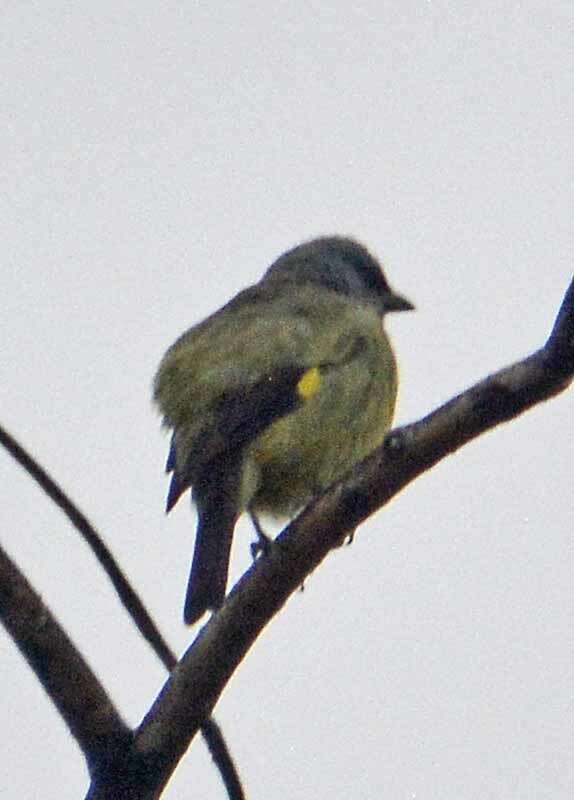 Image of Yellow-winged Tanager