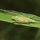 Image of Fast-calling Tree Cricket
