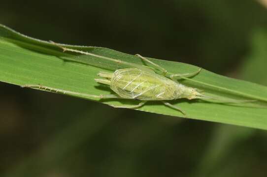 Image of Fast-calling Tree Cricket