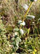 Image of Aldama robusta (Gardn.) E. E. Schill. & Panero