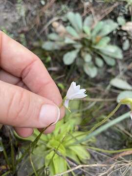 Image of violet butterwort