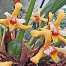 Image of Maxillaria parkeri Hook.