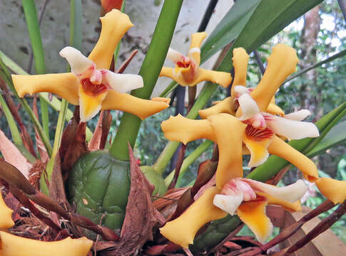 Imagem de Maxillaria parkeri Hook.