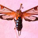 Cosmosoma teuthras Walker 1854 resmi