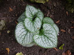 Plancia ëd Brunnera macrophylla (Adams) I. M. Johnst.