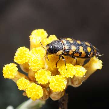 Image of Acmaeodera quadrifasciata prunneri Spinola 1838