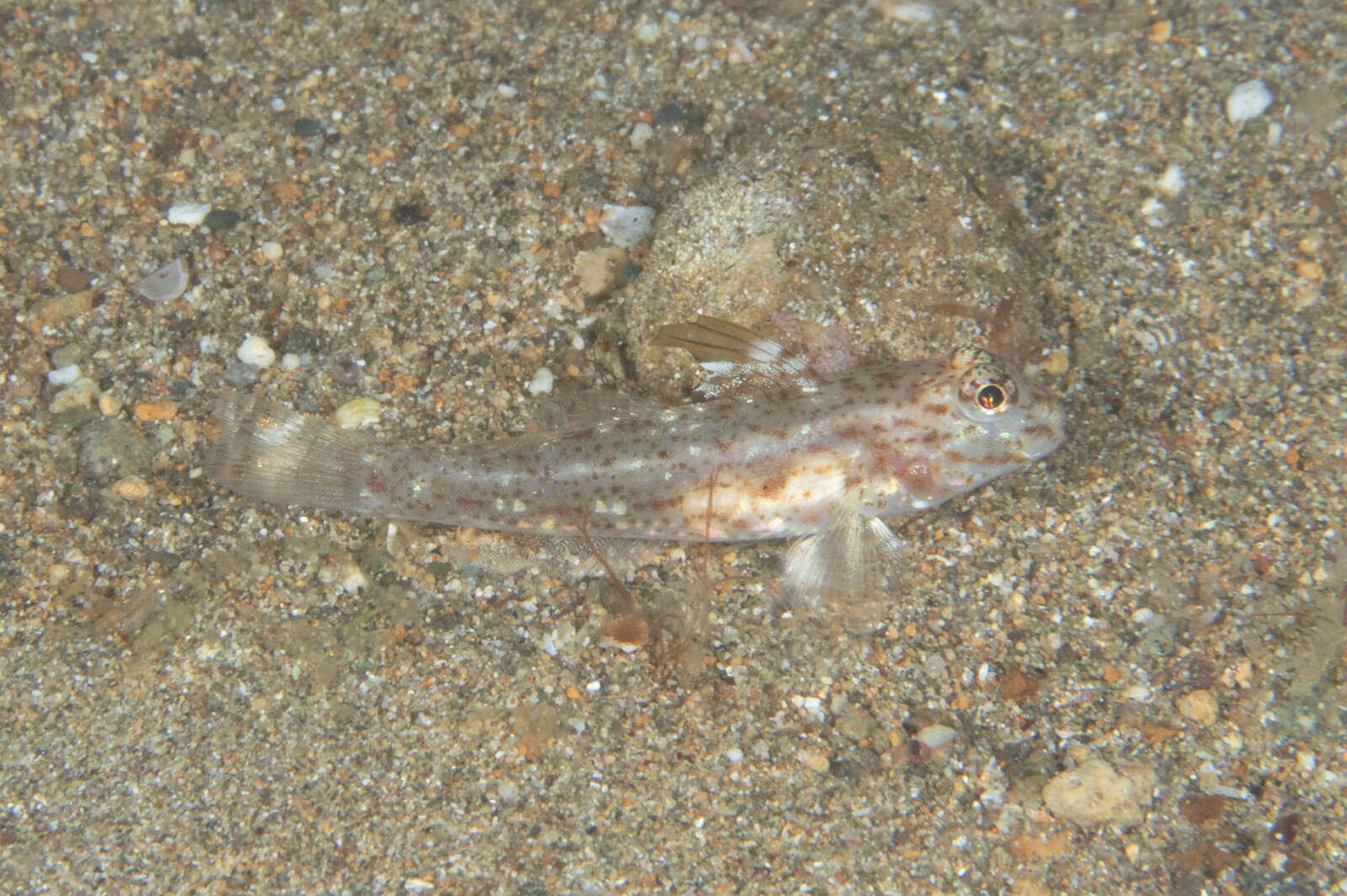 Fusigobius melacron (Randall 2001) resmi