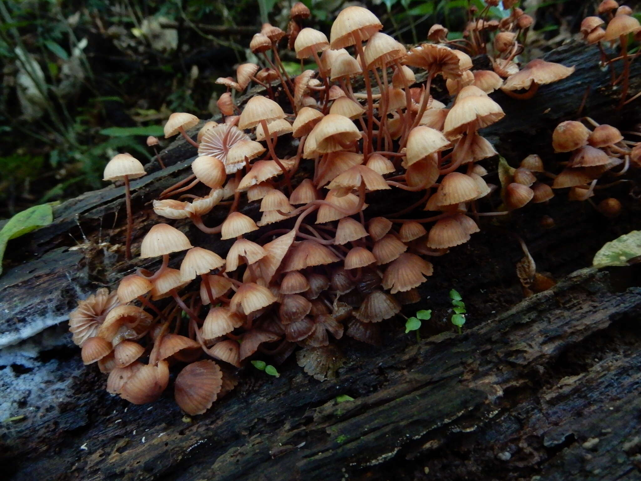 Image of Mycena parsonsiae G. Stev. 1964