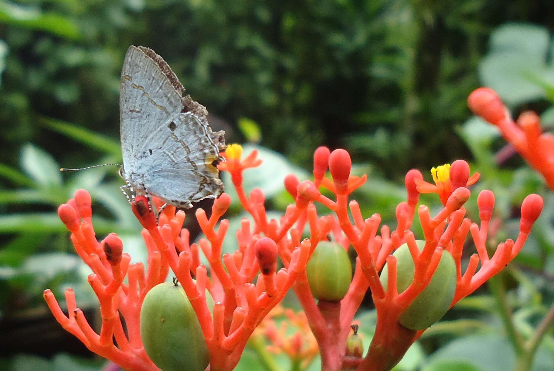 Image of Hypolycaena sipylus Felder 1860