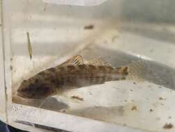 Image of Mud Darter