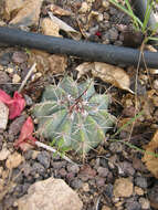 Image of Melocactus azureus Buining & Brederoo