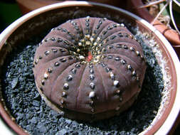 Image of Frailea castanea Backeb.