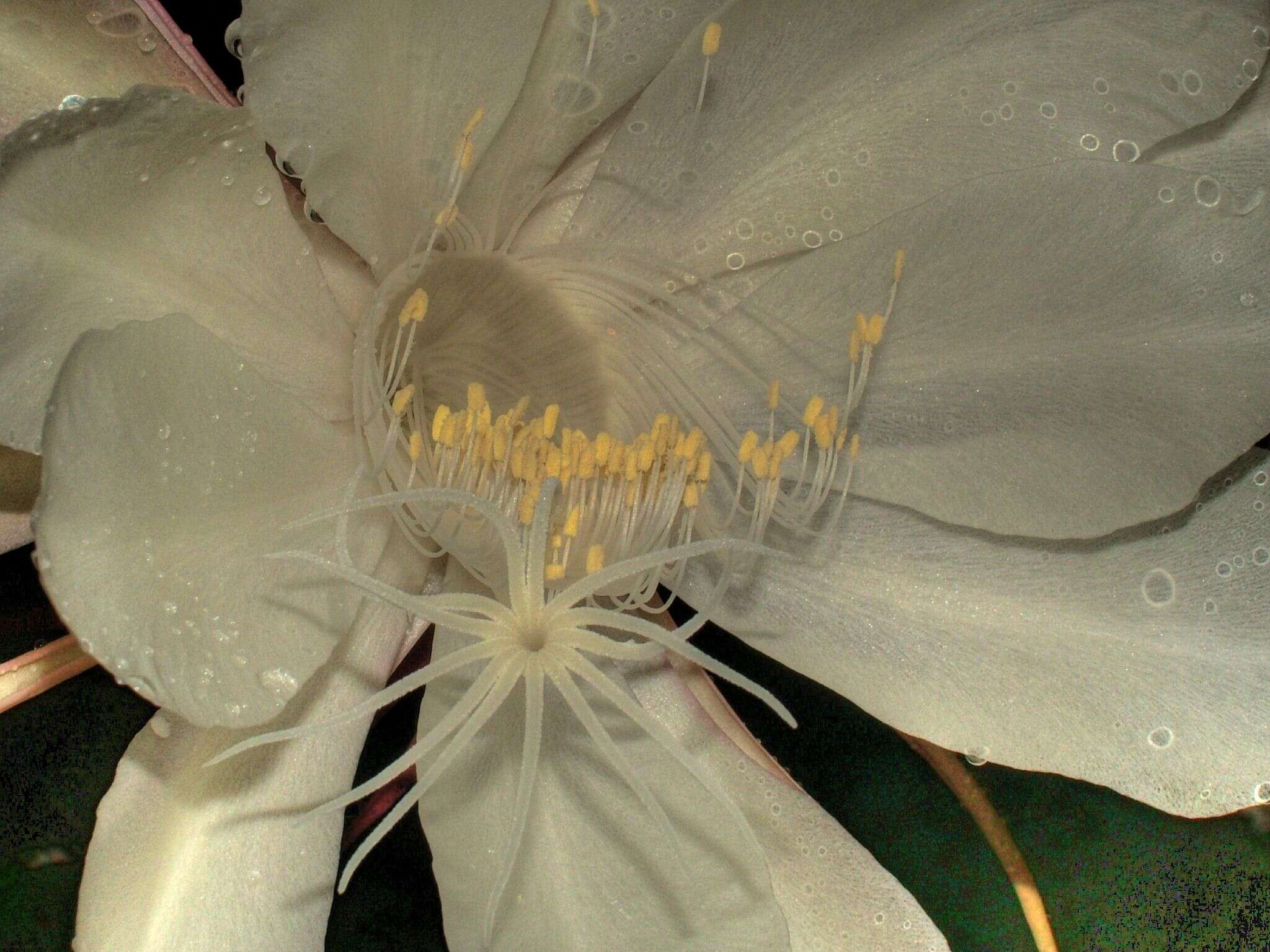 Image of Dutchman's Pipe Cactus