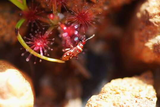 Image of Drosera barbigera Planch.