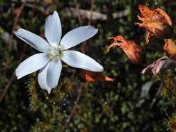 Image of Drosera heterophylla Lindl.