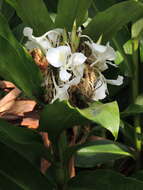 Image of white garland-lily