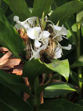 Imagem de Hedychium coronarium J. Koenig