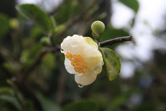 Image of Tea plant