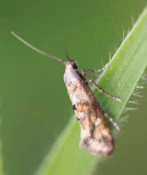 Image of Epermenia pontificella Hübner 1796