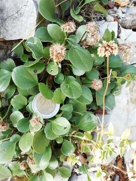 Image de Globularia incanescens Viv.